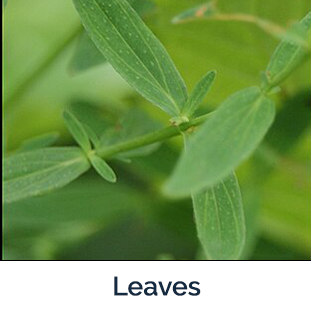 St John's-wort leaf - small green slender leaves