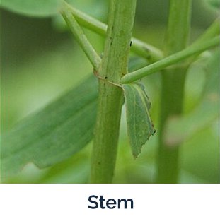 St John's-wort stem - long tan stem with green leaves
