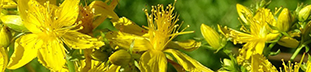 St John's-wort -  yellow flowers in a star pattern with a spiked center