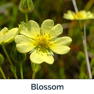 Sulfur Cinquefoil blossom - yellow clover like petals with cone center