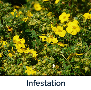 Sulfur Cinquefoil infestation
