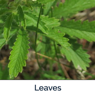Sulfur Cinquefoil leaves - longer spiky green