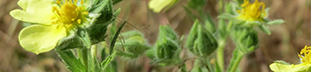 Sulfur Cinquefoil - yellow petal flowers on green stems