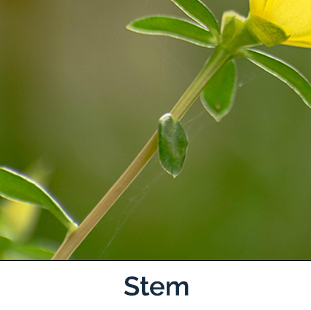 Sulfur Cinquefoil stem - long tan and green
