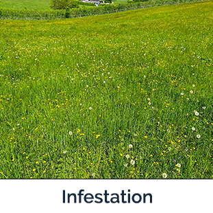 Field of tall green stems with yellow flowers