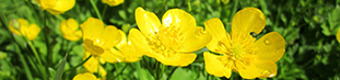 Tall Buttercup - yellow flower petals 