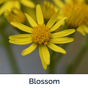 Tansy Ragwort blossom - yellow flower with long slender petals