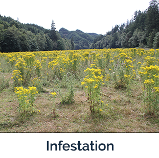 Invading - field of yellow flowers - Photo by Eric Coombs, OR Dept. of Agriculture, Bugwood.org