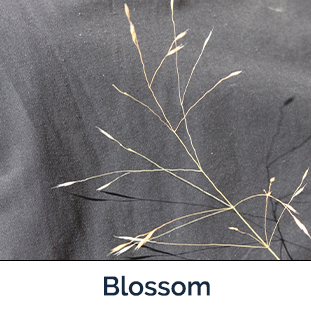 Ventenata flower tan seeds on end of stem