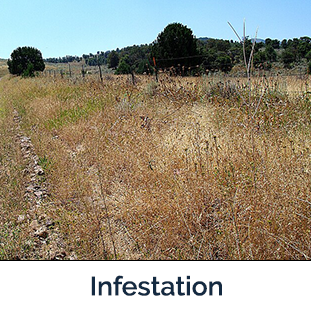 Ventenata Infestation tan plants in a field