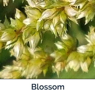 Waterhemp blossom -  small white buds