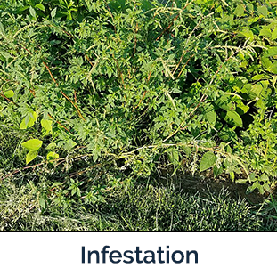 Waterhemp infestation - lots of plants