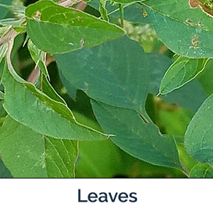 Waterhemp Leaves - green medium sized 