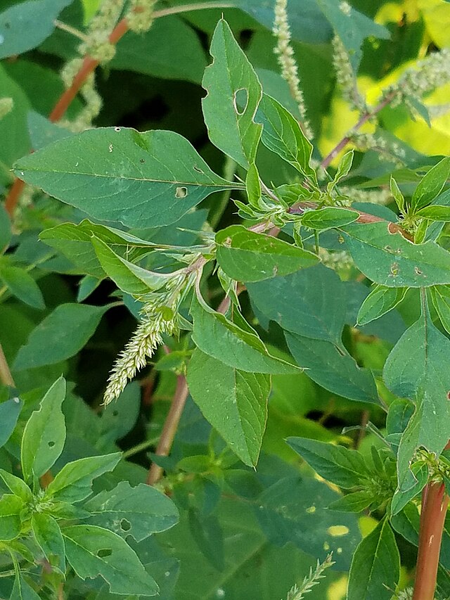 long brown stem large green leaves and small white flowers