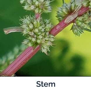 Waterhemp Stem - reddish brown with flower buds