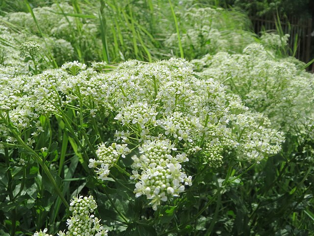whitetop plant white flowers