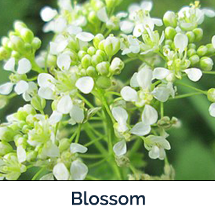 whitetop blossom - several small white flowers