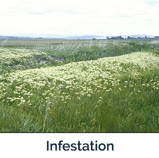 white top infestation - several white top plants