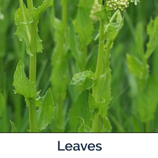 whitetop leaves - long slender green