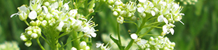 Whitetop- small white flowers on thin branched green tems