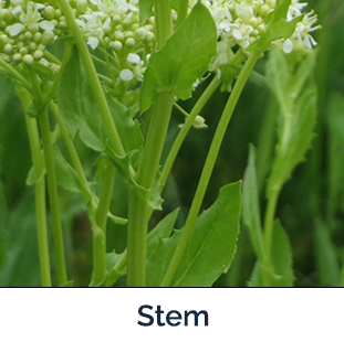 Whitetop plant stem -  long green stem with small leaves