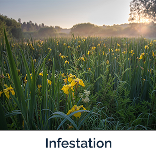 Yellowflag Iris Infestation - lots of yellow flower plants in field 