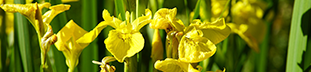 Yellow Flag Iris -  yellow long petals