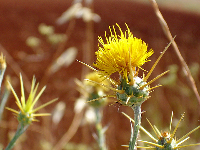 Long green stem yellow spiky flower