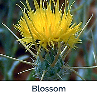 Yellow Starthistle flower