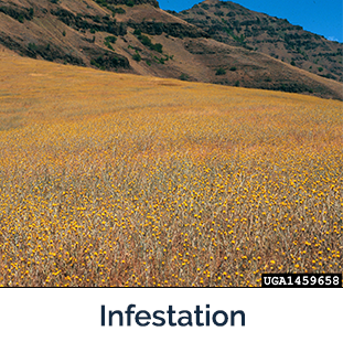 Field of yellow plants - Photo by Steve Dewey, Utah State University, Bugwood.org