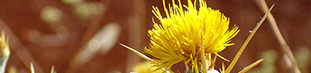 Yellow Starthistle - spiky yellow flower