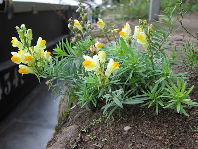 Yellow Toadflax yellow snapdragon flower with dark yellow center
