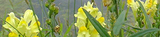 Yellow Toadflax bunched Yellow flowers on green stems