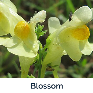 yellow toadflax blossom - yellow drooping petals