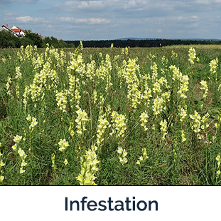 yellow toadflax field infestation -  several yellow flowered plants in a field
