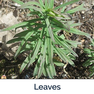 yellow toadflax leaves - long slender green leaves