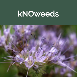 kNoweeds purple flowers