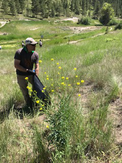 Man with trash bag pulling weeds in field