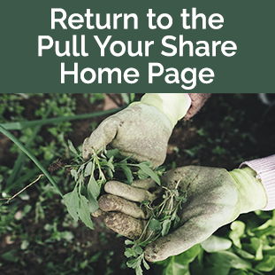 Gloved hands holding weeds - return to Pull Your Share home