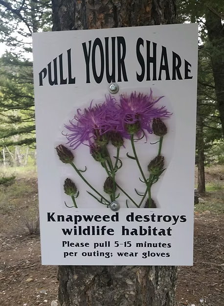 Pull your Share sign - Knapweed please pull 5-15 minutes per outing: wear gloves