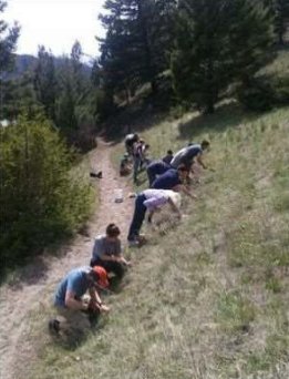 students pulling weeds along trail