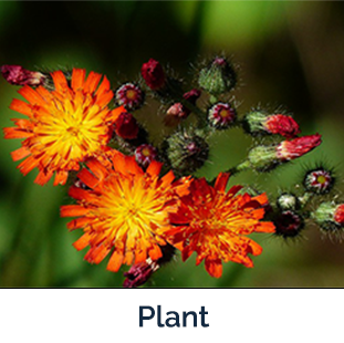 Hawkweed plant