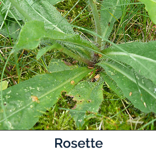 Hawkweed Rosette