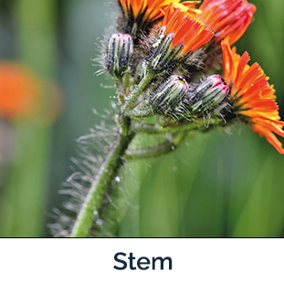 Hawkweed stem