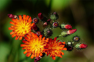 Orange hawkweed flower