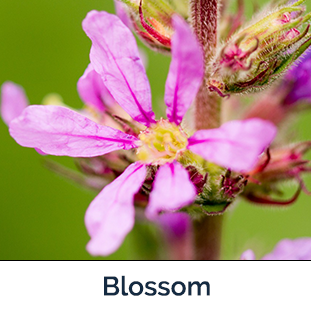 Purple Loosestrife flower