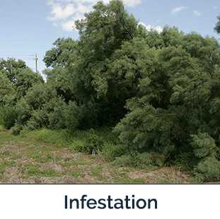 Saltcedar Infestation several large green trees all bunched together
