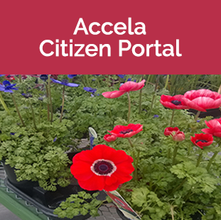 red flowers black center