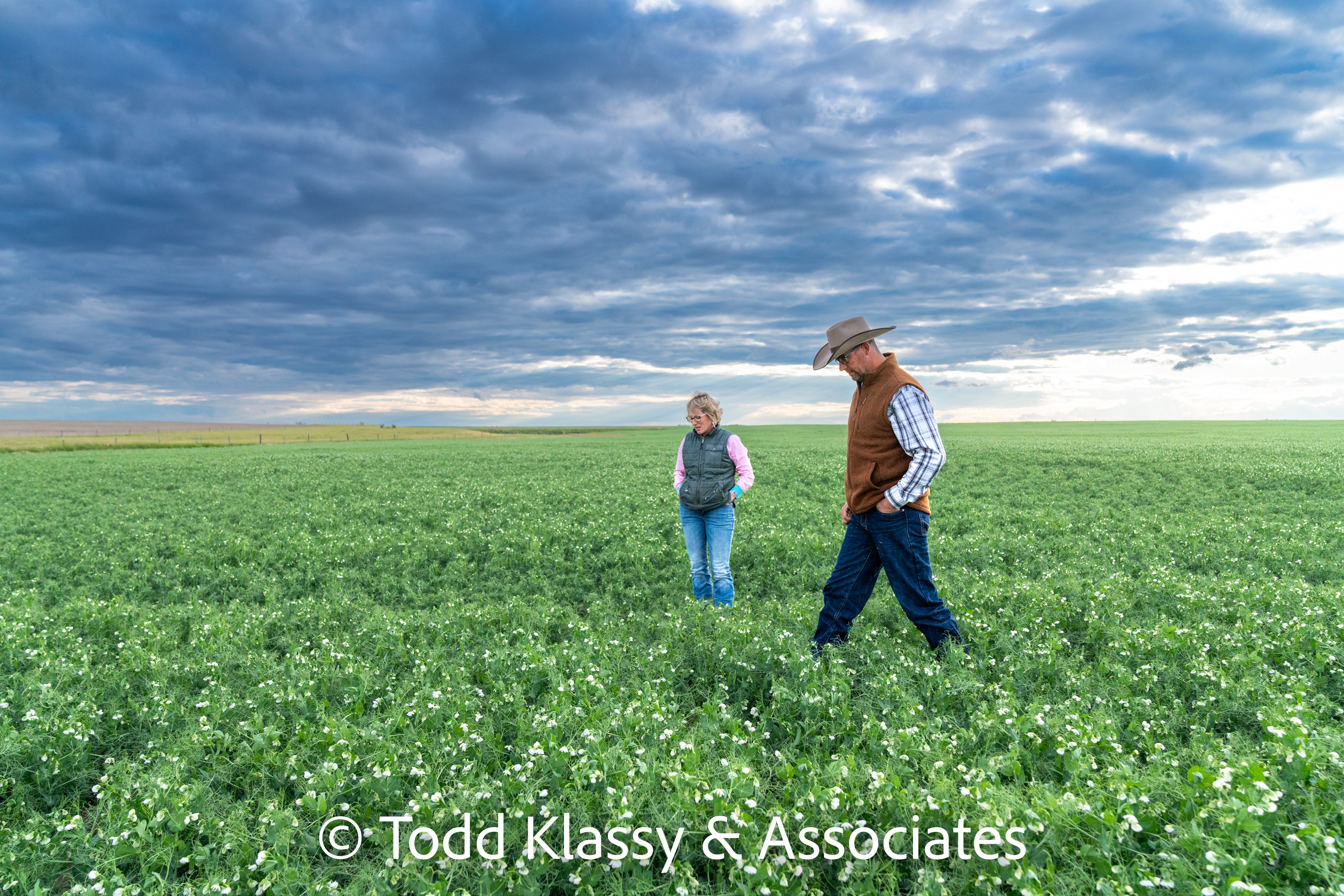man and woman in field of peas provided by Todd Klassy
