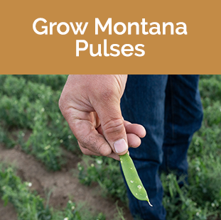 green pea held between fingers photo by Todd Klassy